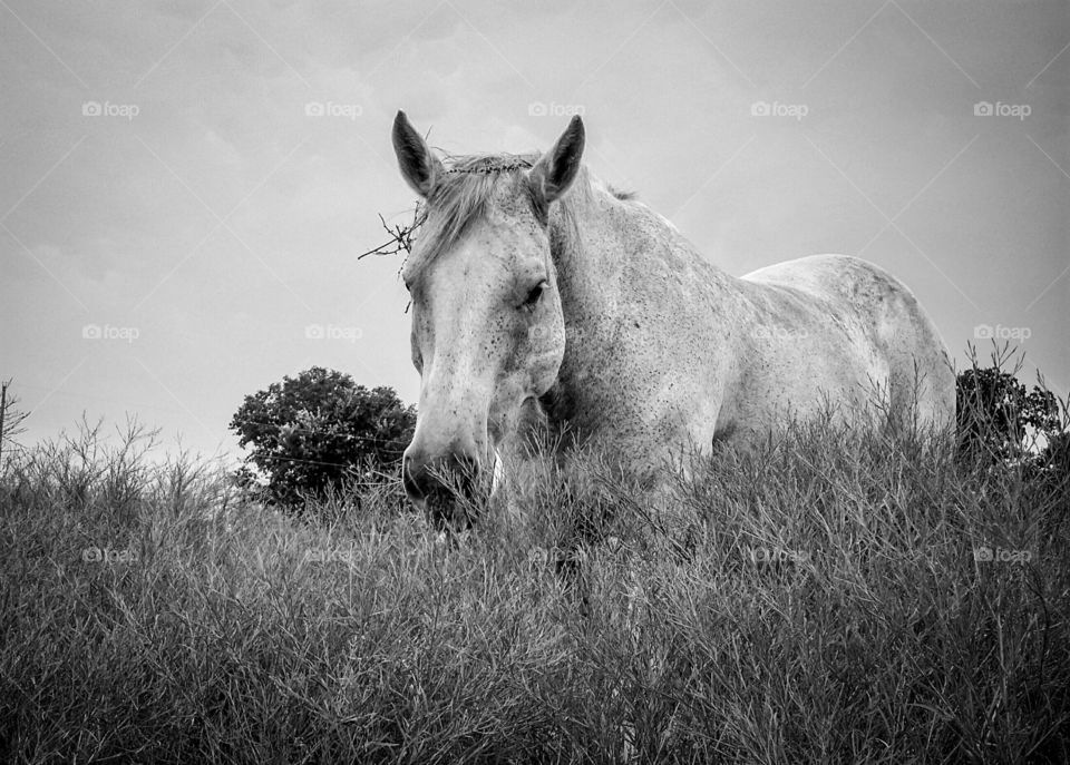 Horse in Field