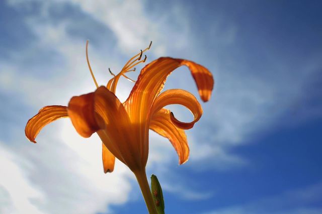 Beautiful flowers in bloom