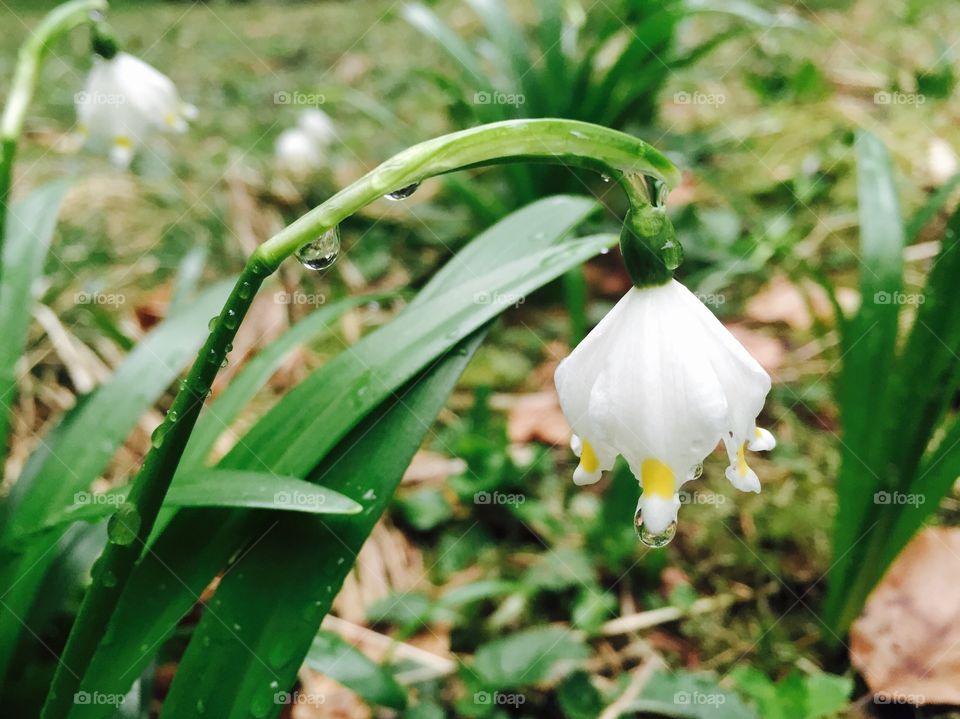 Close up of snowdrop with raindrops