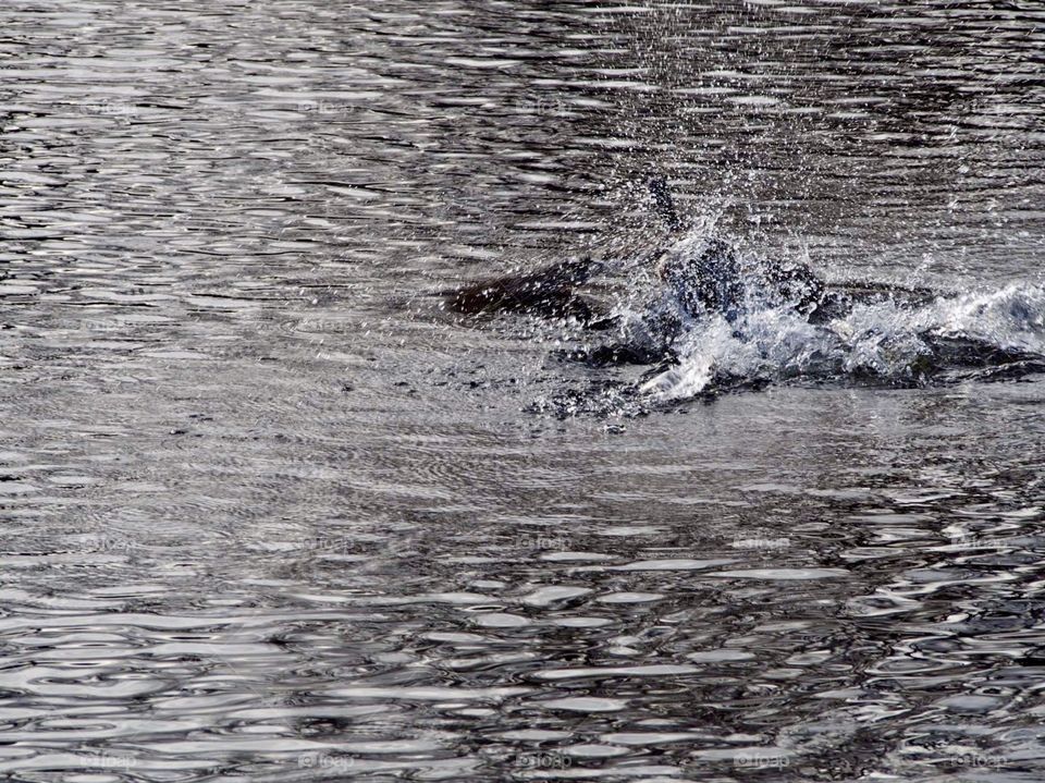 there must have been a duck 🤣