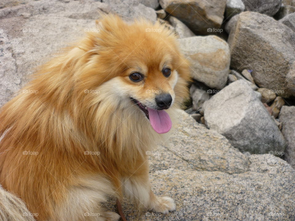 Dog sitting on rocks