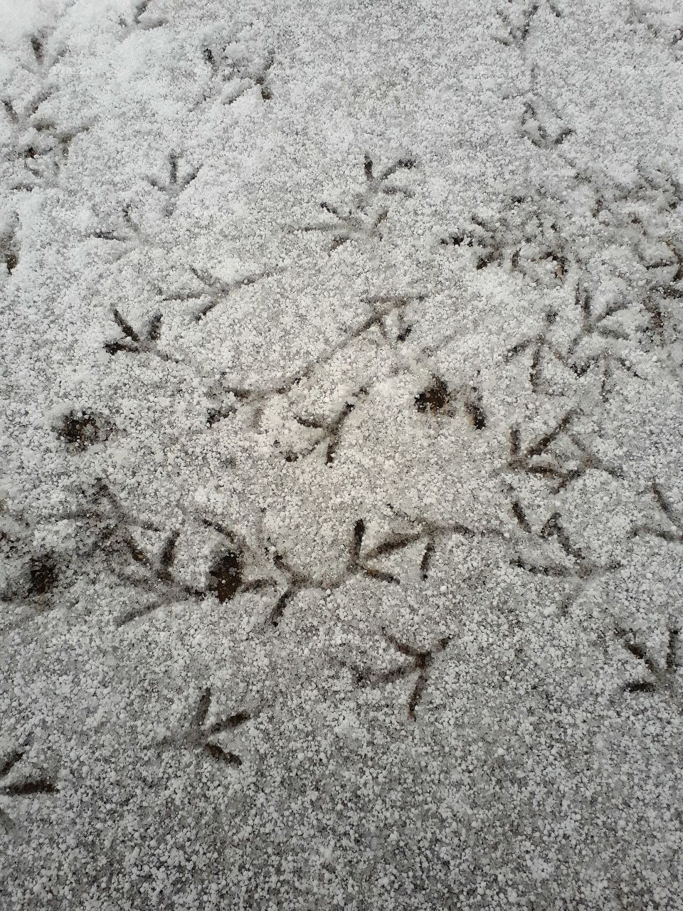 fingerprint of bird in snow