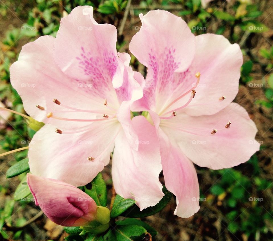 November azalea 