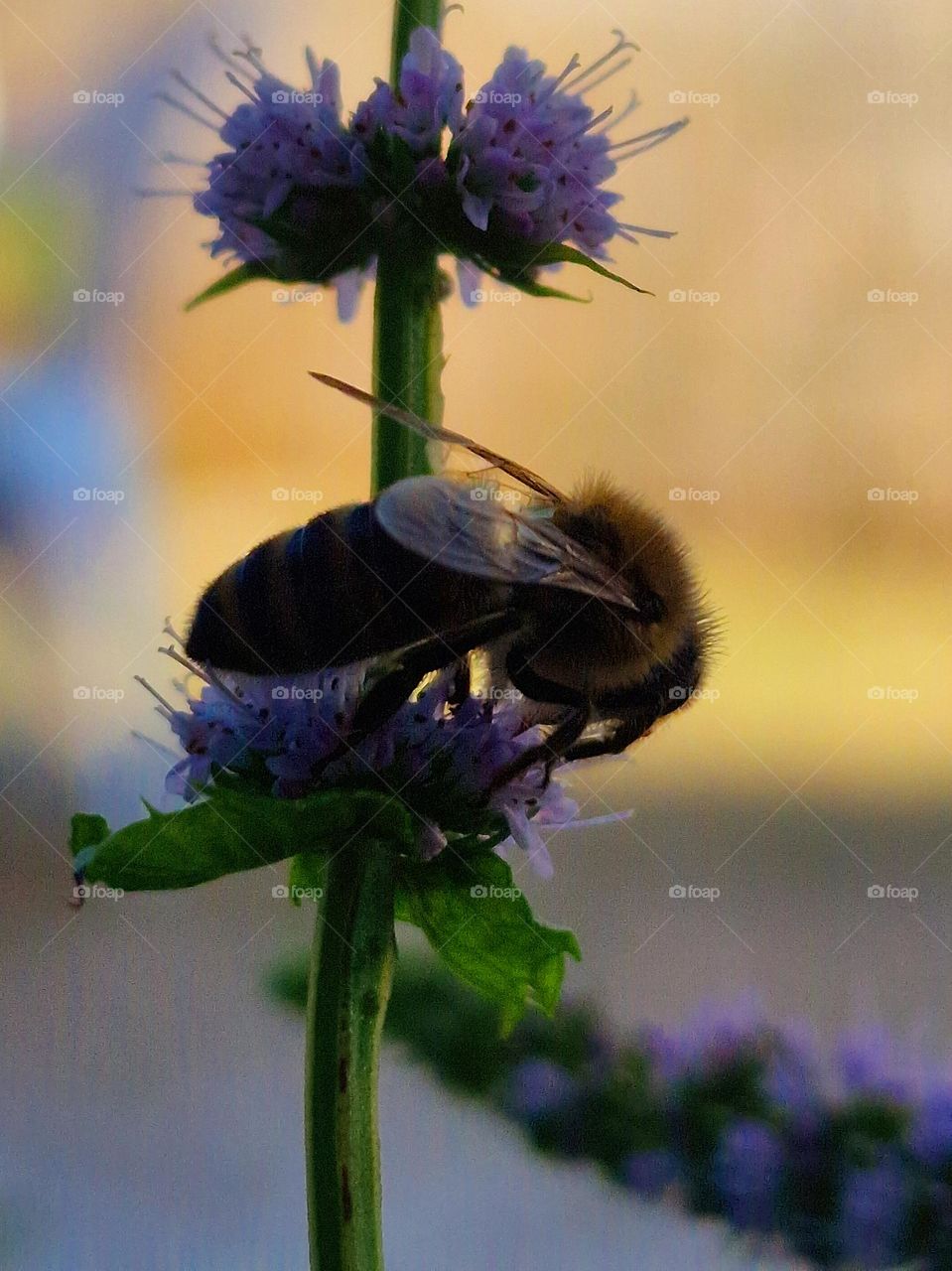 the bee loves lavender