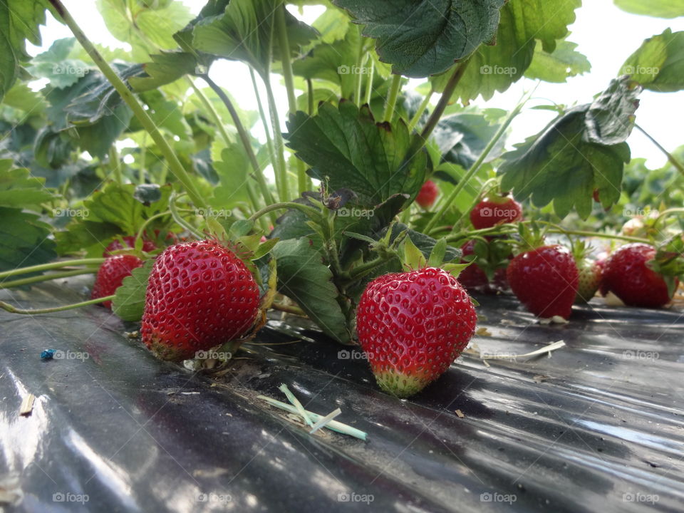 strawberries