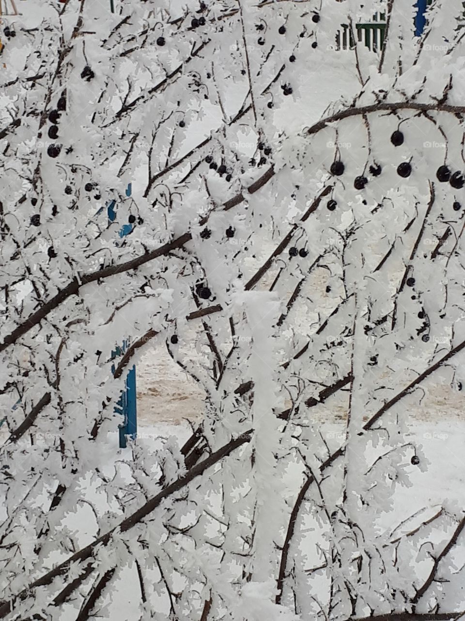 Shrub with black fruits under snow