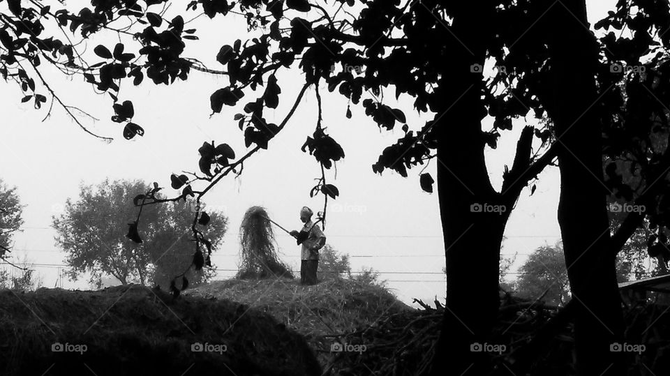 Hard working farmer doing his routines shortly after harvest in Nepal close to the Indian border in Lumbini...