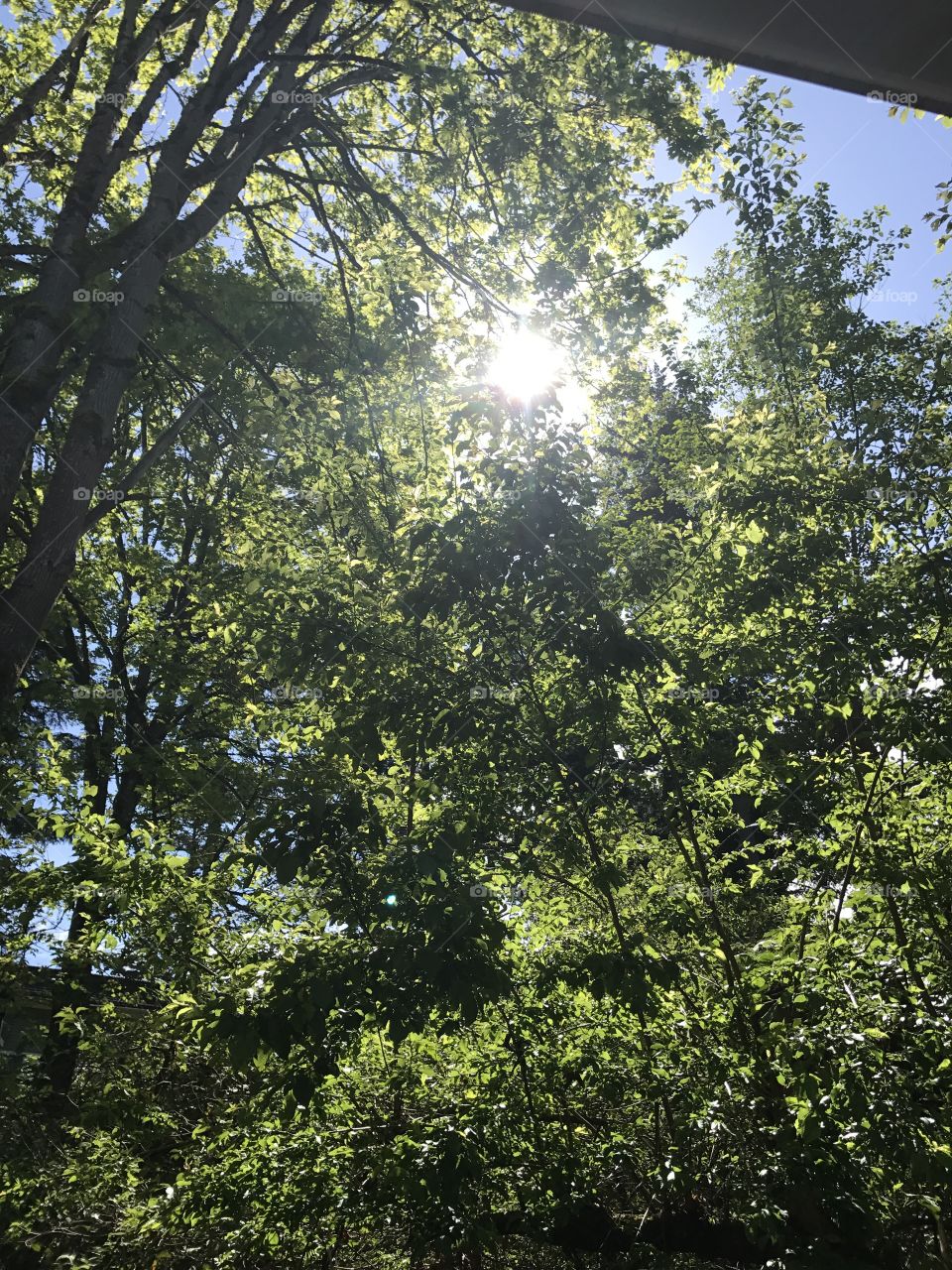 The sun peeking through the branches in the woods.
