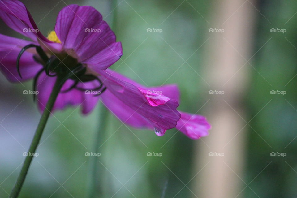 Flower during a surprise rain fall