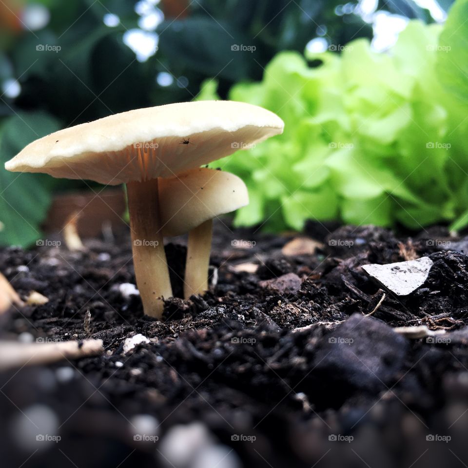 Little mushrooms 