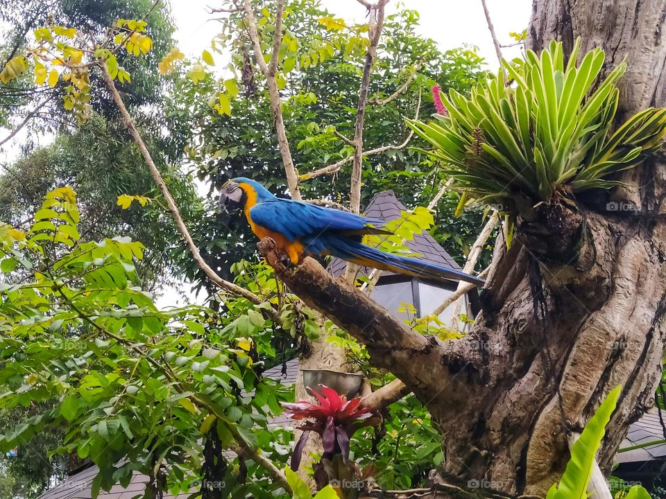 A blue-yellow macaw bird on a tree branch in Lembang Park and Zoo, Indonesia