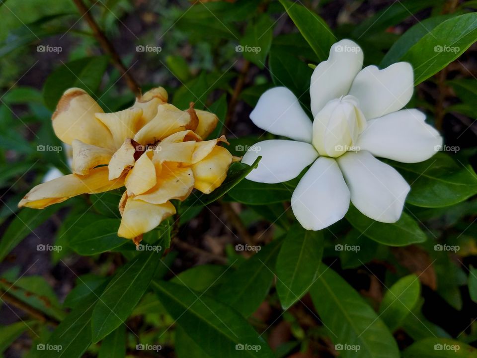 contrasts.  white, fresh flower next to a withered flower.