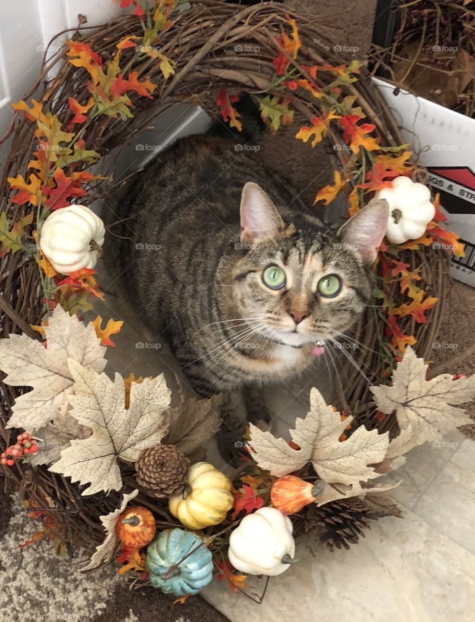 Allie the cat comfortable seating inside my autumn door wreath 