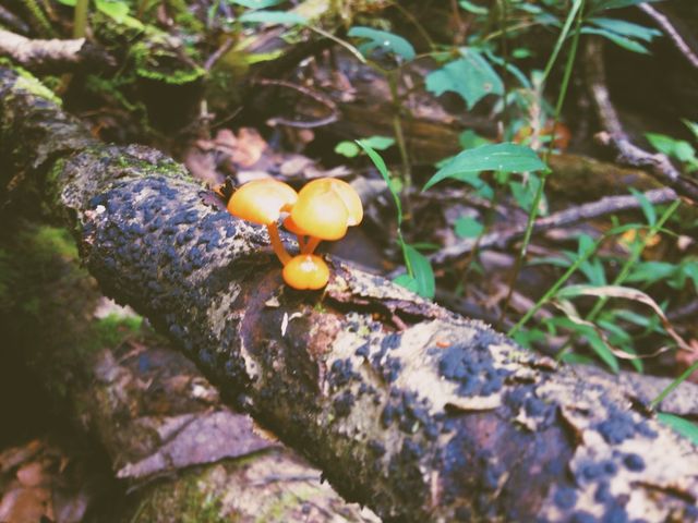 Fungus Amungus