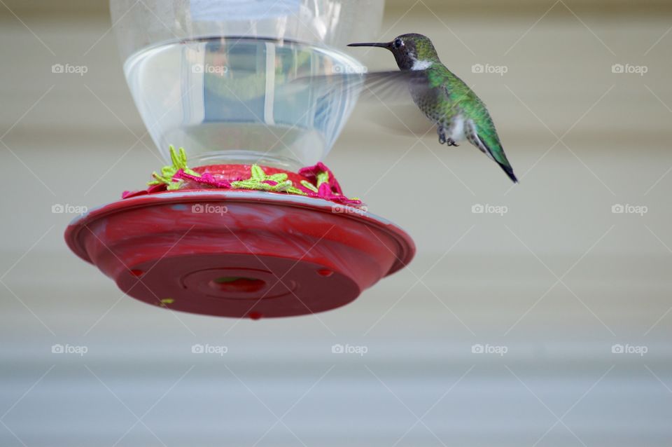 Green Hummingbird 