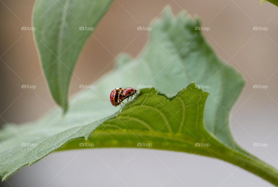 Ladybug couple