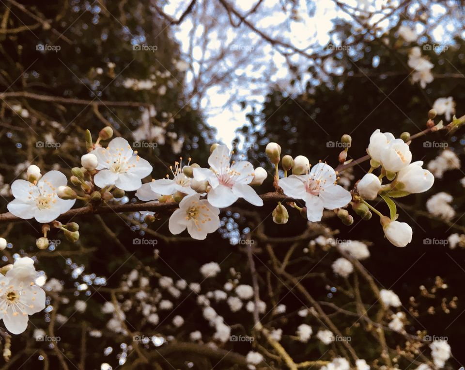 A row of pure white blossoms set in a warm hue of an unusually warm and sunny early spring day. Spotted on a beautiful walk around the English countryside.