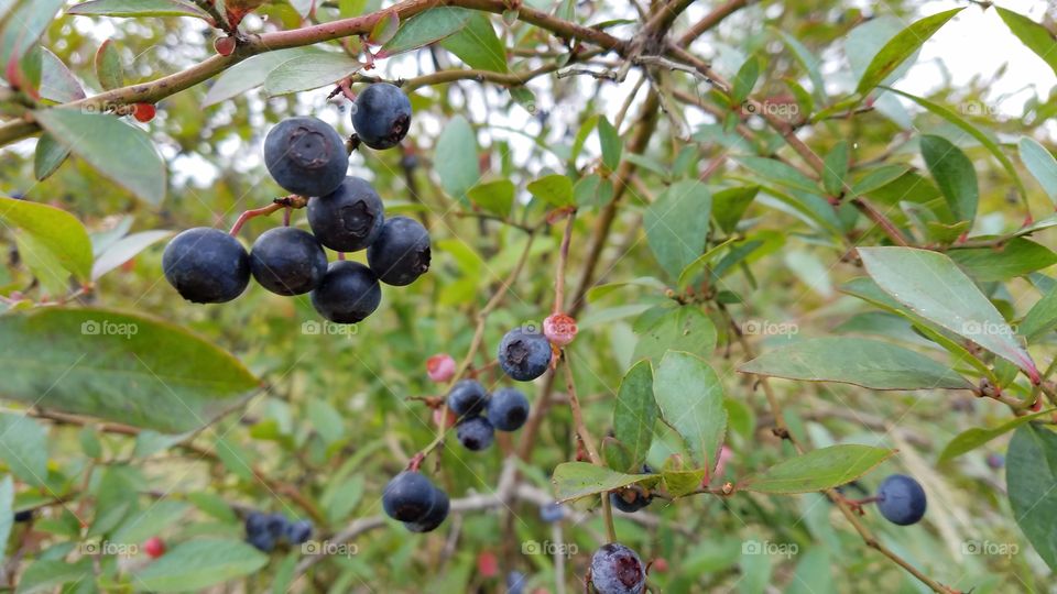 Blueberry bush