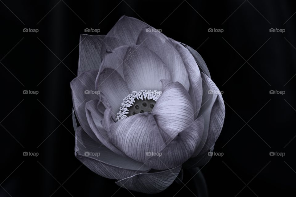 Black and White lotus flower with a black background