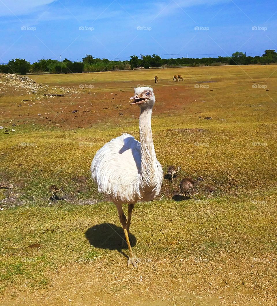 white ostrich