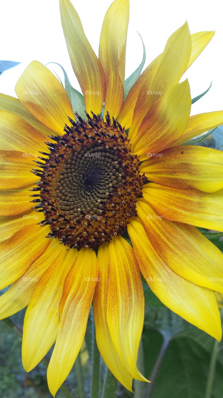 Sunflower