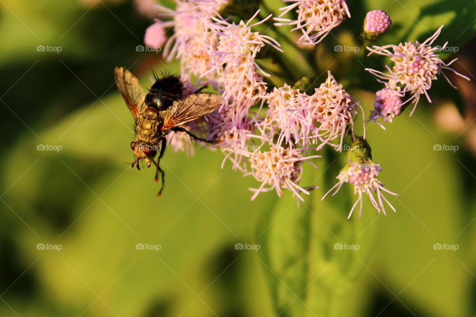 bee