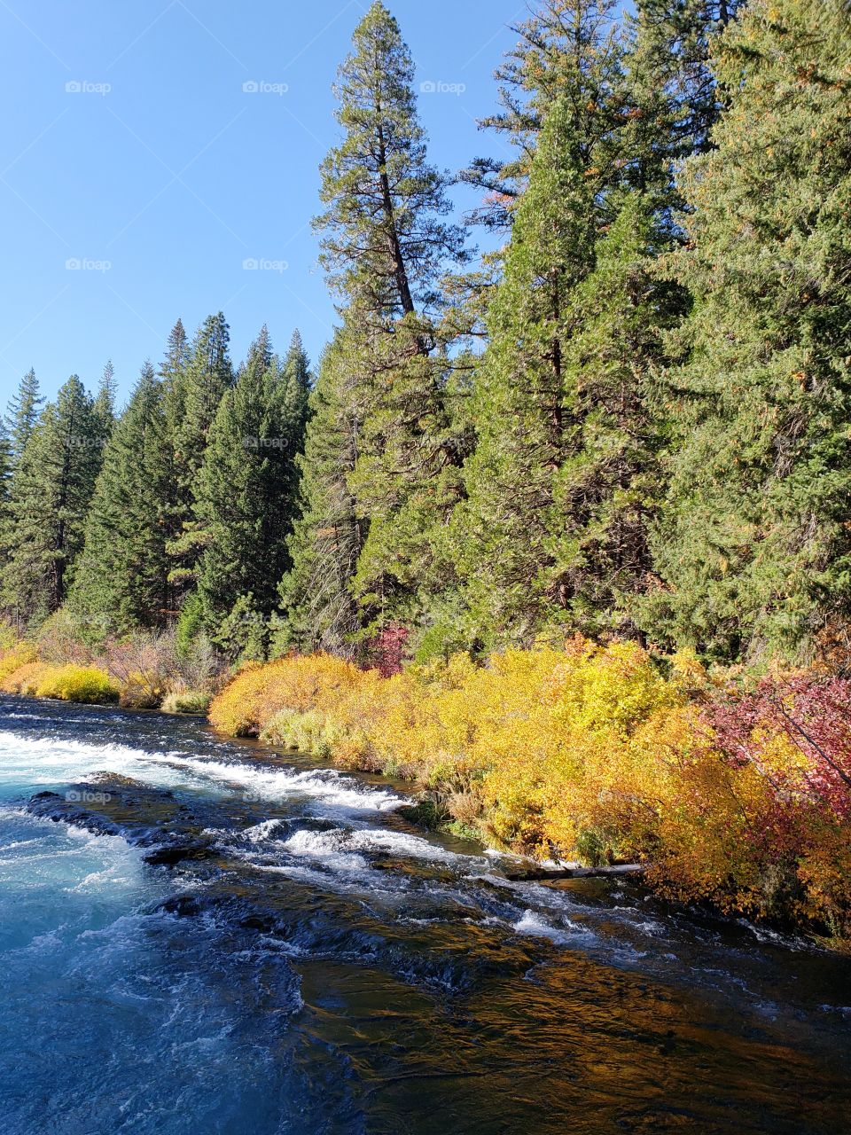 Stunning fall colors on the riverbanks of the turquoise waters of the Metolius River at Wizard Falls in Central Oregon on a sunny autumn morning. 