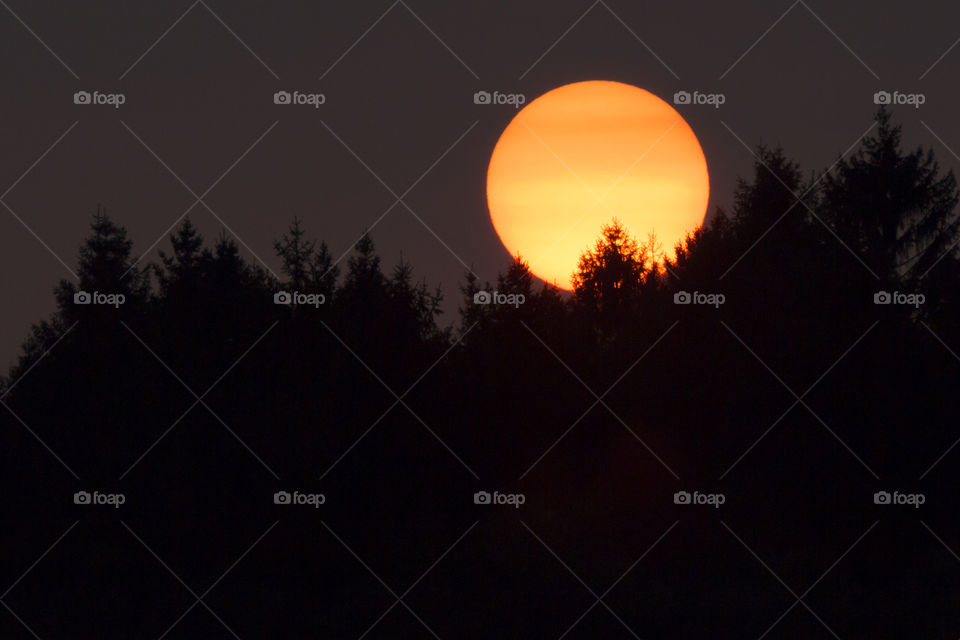 The sun - forest silhouette 