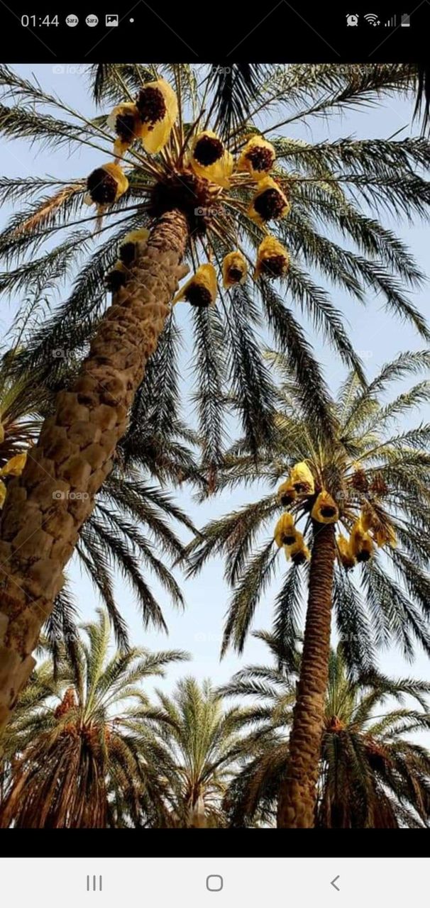 Palmiers à Tozeur