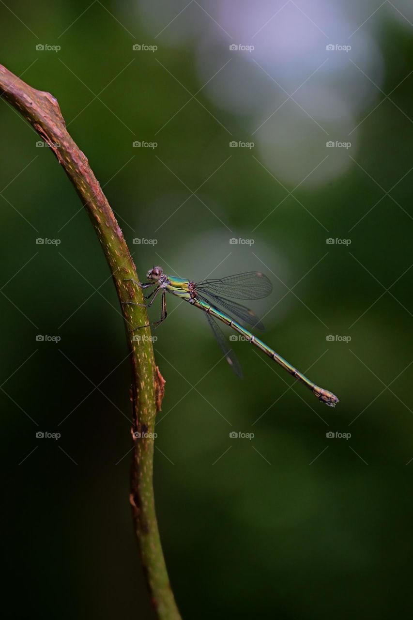 Dragonfly on a tree branch
