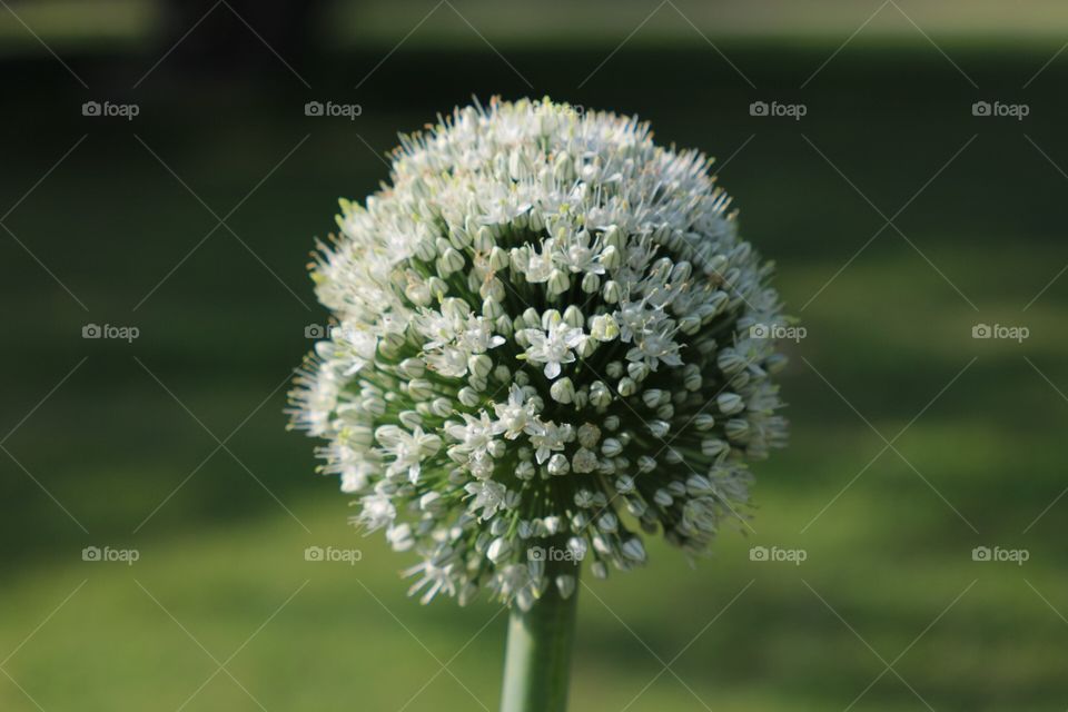 Garlic bloom