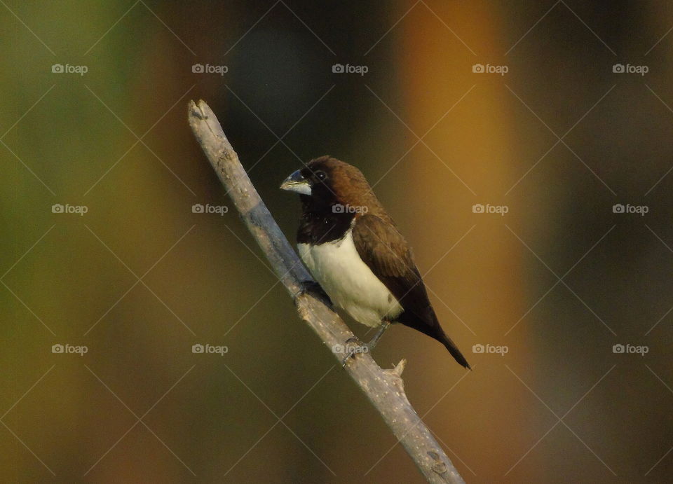 Javan munia. Brown body colour of its, with the colour white of abdominal. Dark throat character to perch for dryng branch at the mid of rice field .