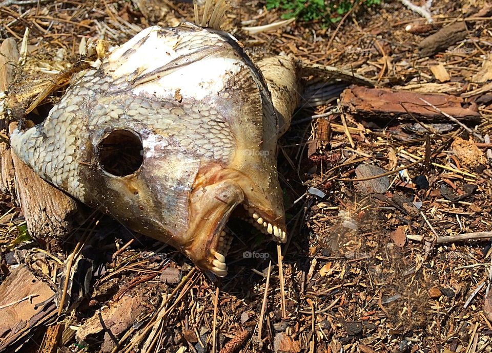 What lurks in the deep 