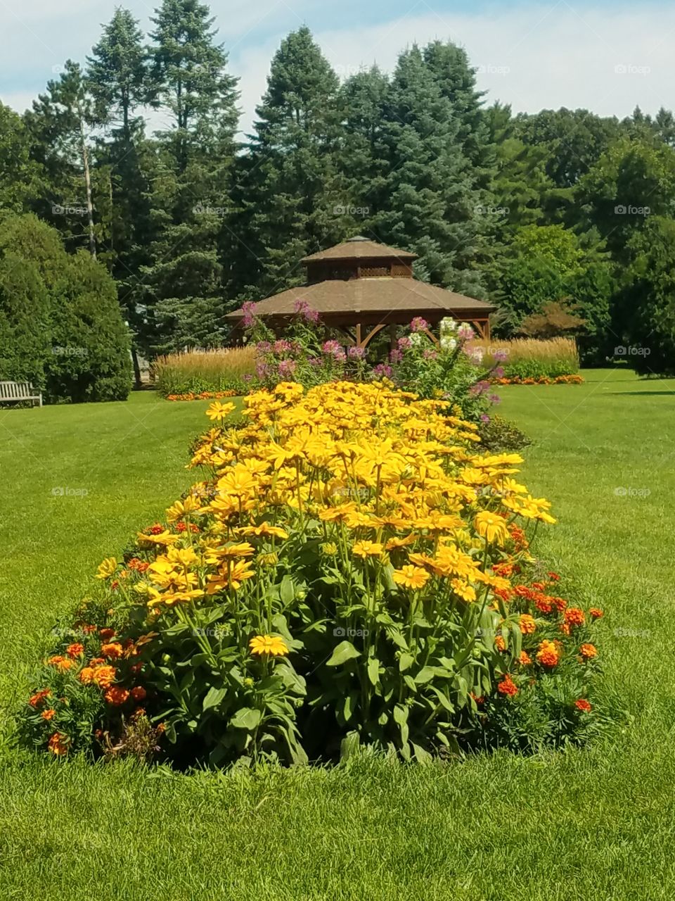 Flower, Garden, No Person, Lawn, Summer