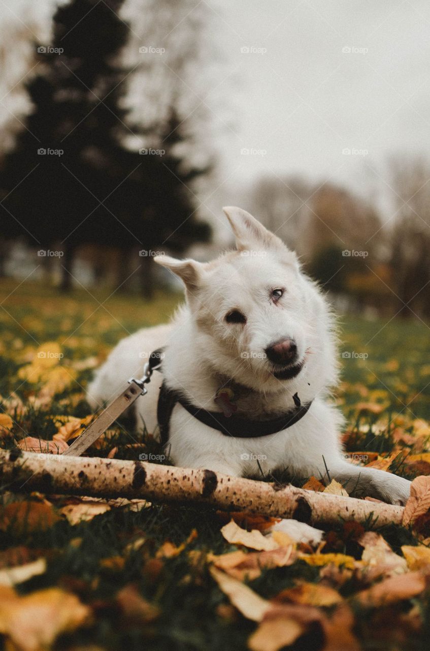 Perro blanco en el bosque