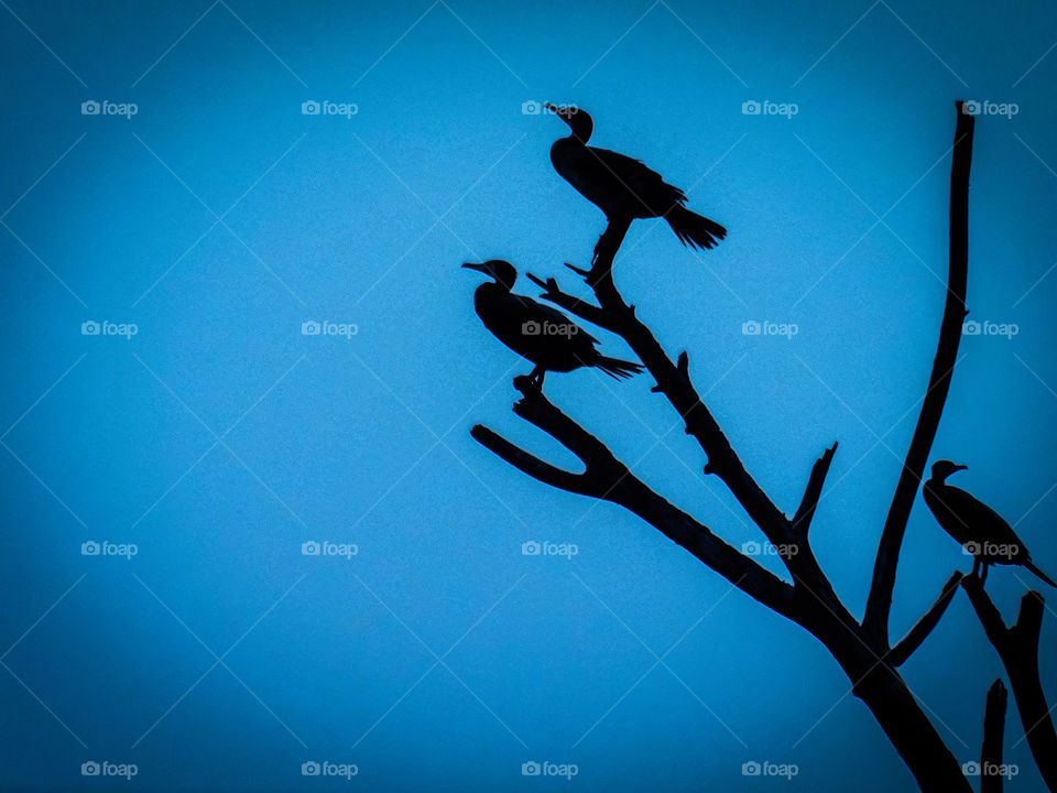 Bird photography, This photograph contains Three great cormorant birds are sitting on the top of the Tree branches which are without leaves. This image is captured at sus Pashan road lake, pune city. It is silhouette image captured at winter season.