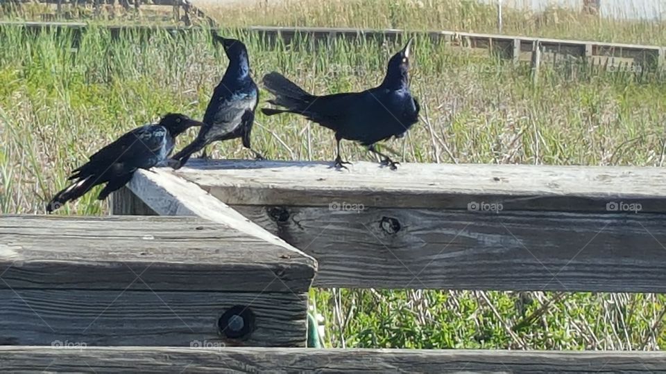 A Little "R & R". Just three birds enjoying the North Carolina sun on the Kure Beach boardwalk.
