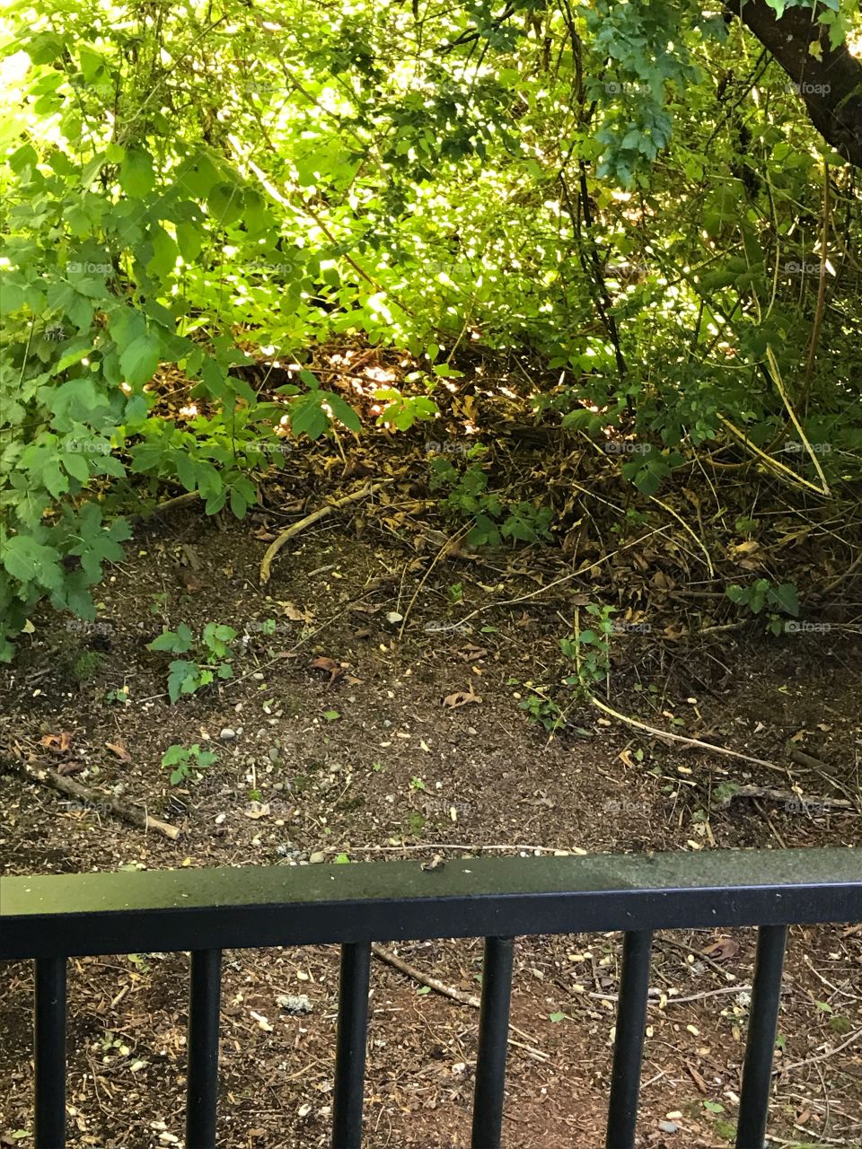 Sun shining in the woods around my porch