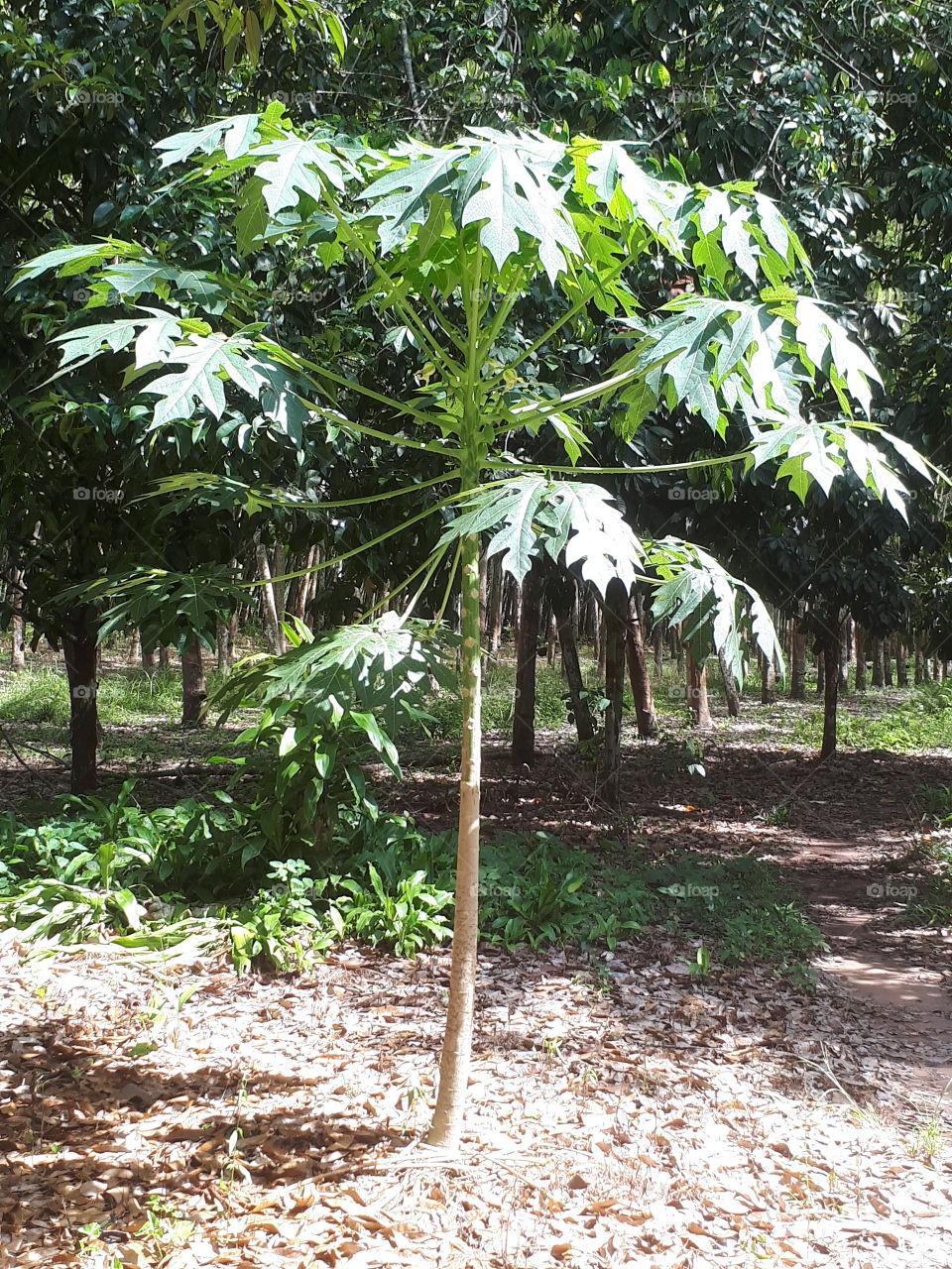 Papaya tree