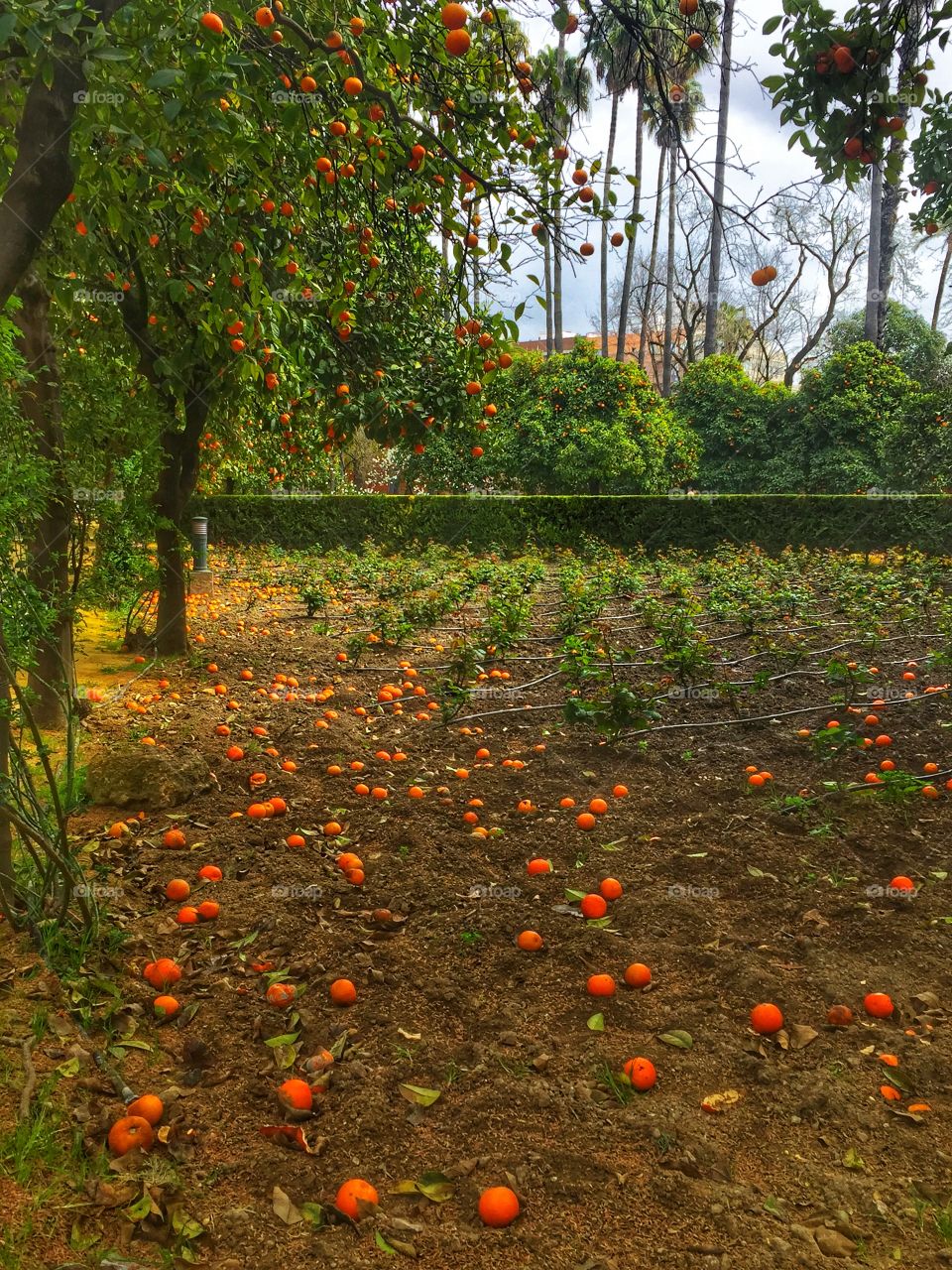Orange trees in the Royal Alcazar Gardens, Seville. 