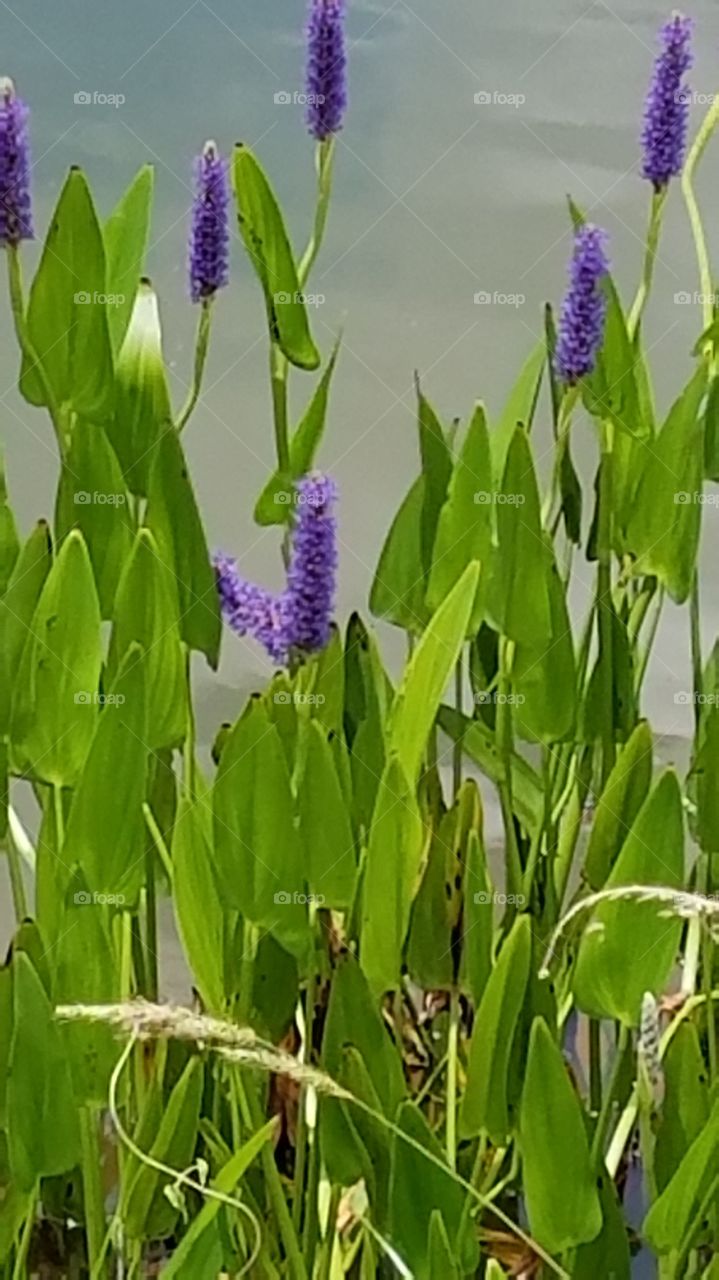 Purple flower lakeside