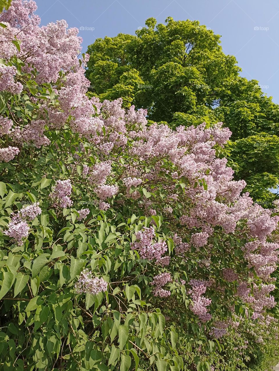 Blooming lilac