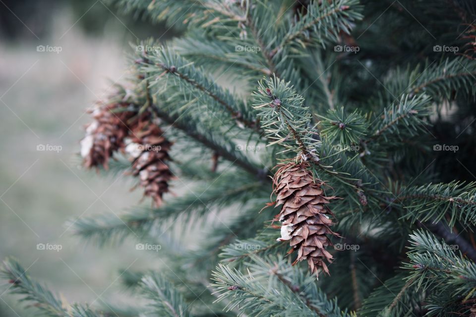 Pine cones on a pine tree 