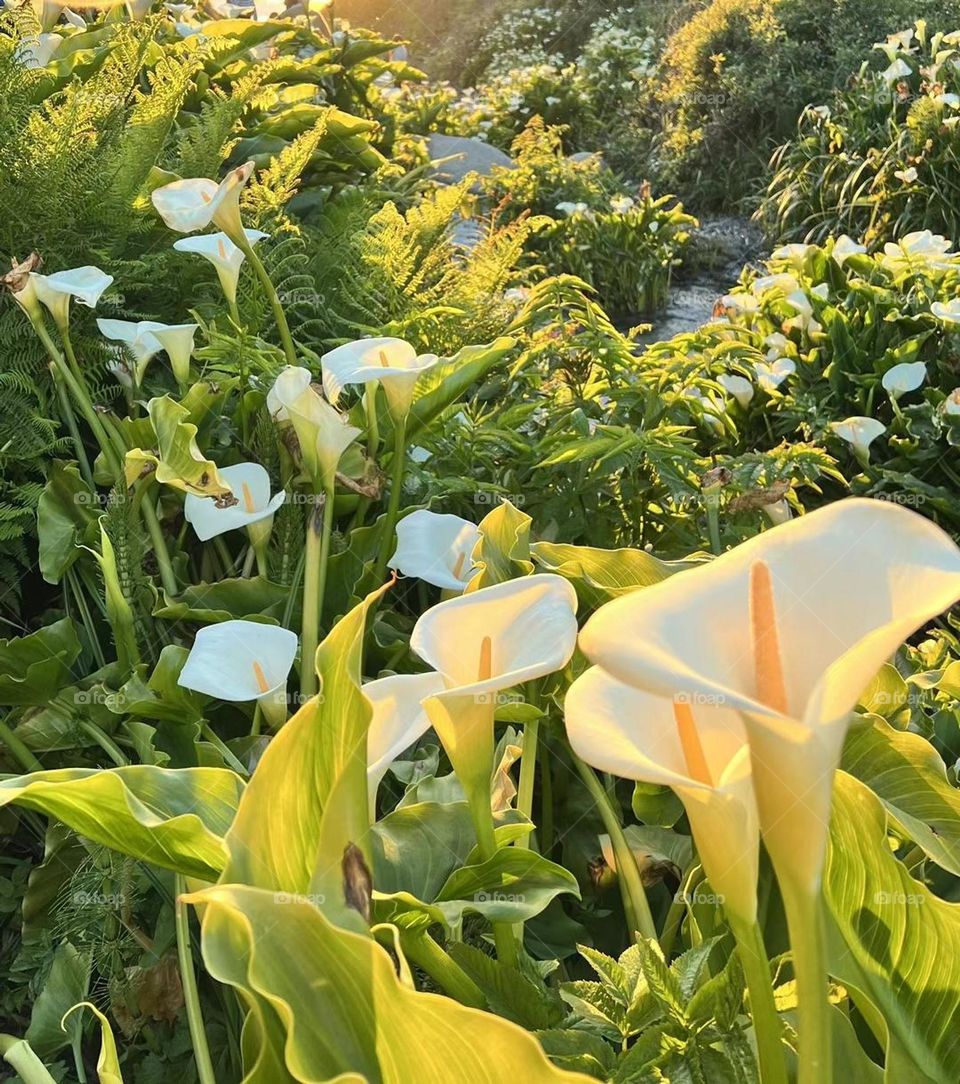 Calla Lily Valley 