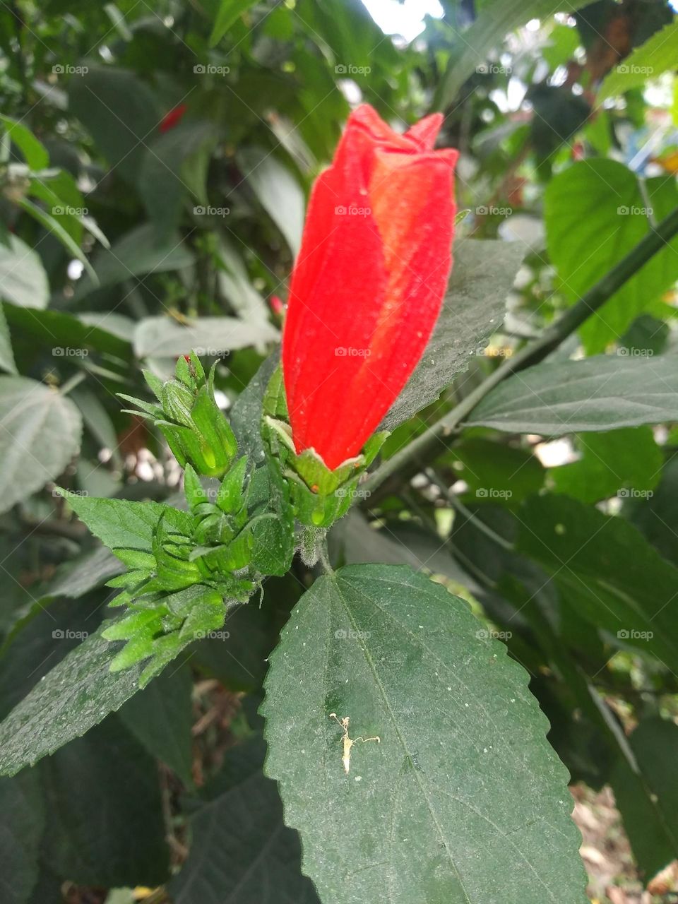 flor roja