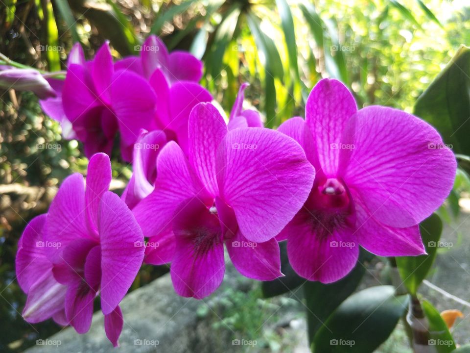 Bright and colorful orchids.