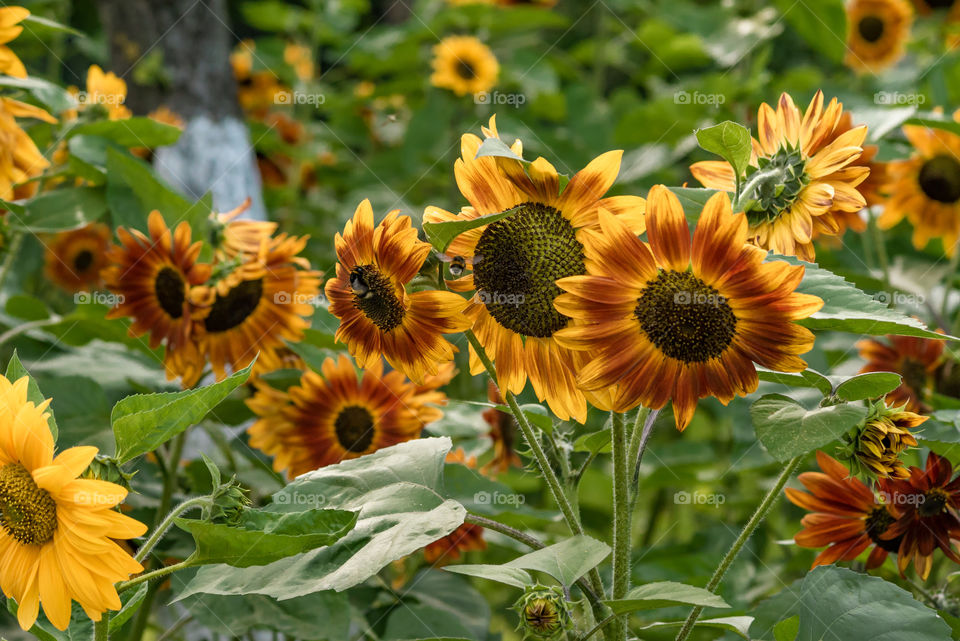 sunflowers bees and bumblebees