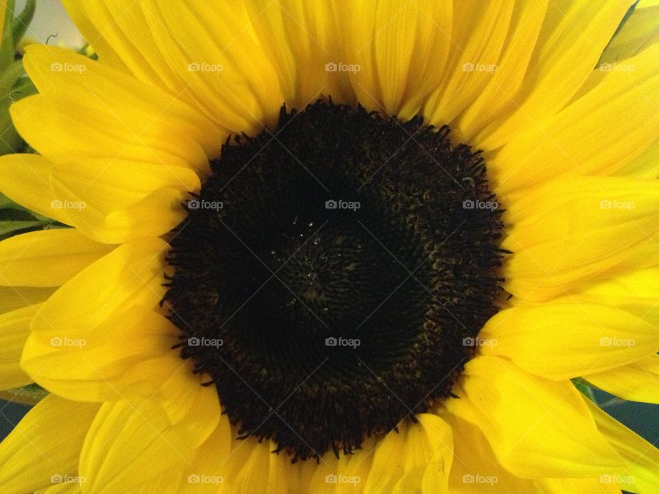 Sunflower close up. Close up of a yellow sunflower 