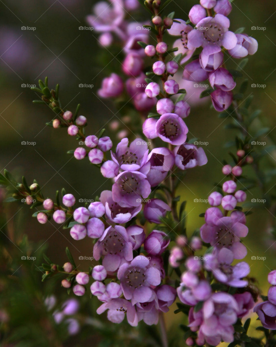 garden flower purple perfume by cataana