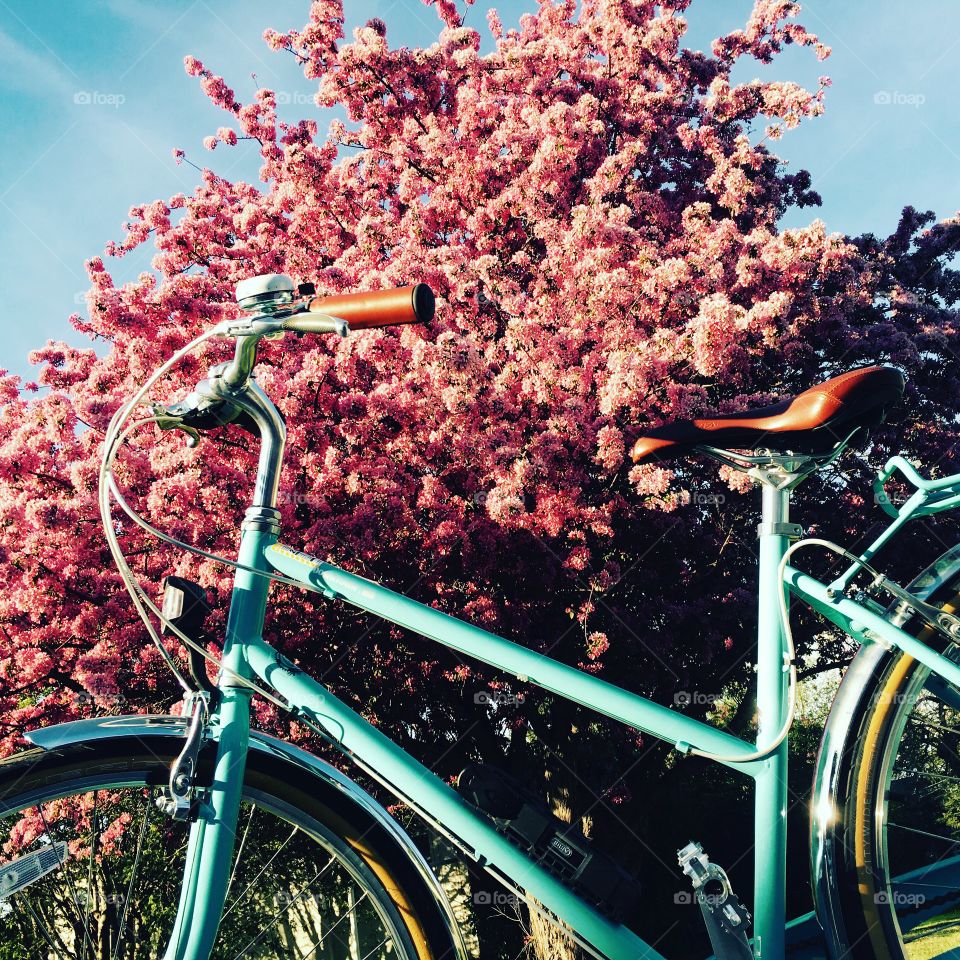 Bike and tree 